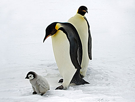 帝企鹅,一对,幼禽,南极