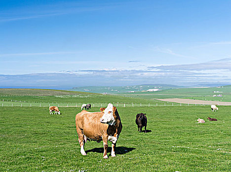牛,农牧,乳业,肉,制作,重要,农业,奥克尼群岛,苏格兰,大幅,尺寸
