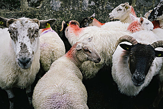 小,牧群,绵羊,颈部,橙色,涂绘,农场,爱尔兰