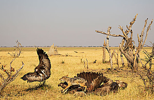 黑背狐狼,黑背豺,兜帽,秃鹰,豺,畜体,南非水牛,非洲水牛,萨维提,乔贝国家公园,博茨瓦纳,非洲