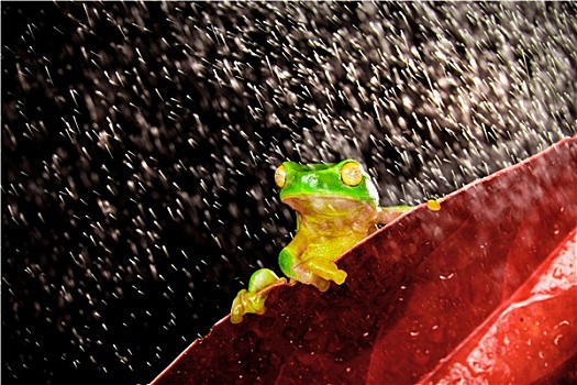 小树,青蛙,坐,红叶,雨