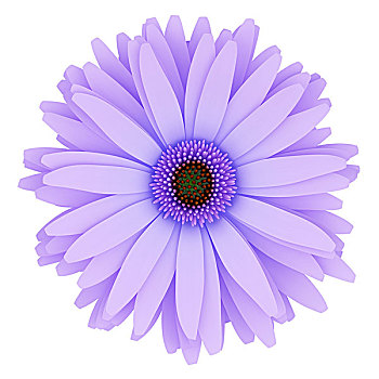 俯视,紫花,隔绝,白色背景,背景,插画