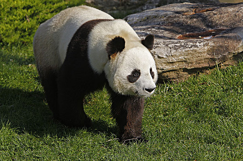 大熊猫图片_大熊猫高清图片_全景视觉