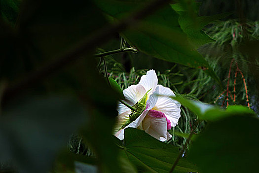 美艳的芙蓉花,木芙蓉,拒霜花,木莲,地芙蓉,华木