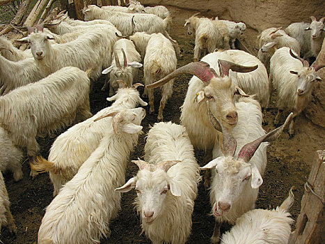 中国陕北羊圈中的羊群