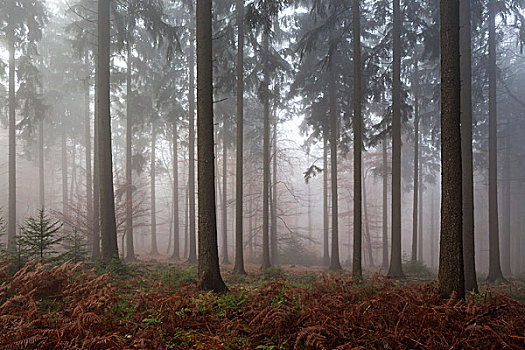树,树林,雾,秋日树林,巴登符腾堡,德国,欧洲