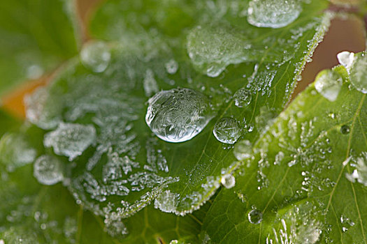 结冰,水滴,绿色植物,叶子