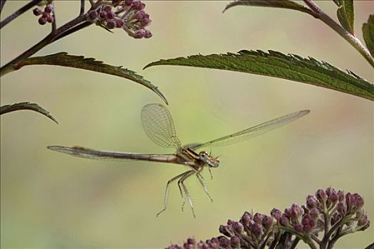 白色,蜻蛉,雌性