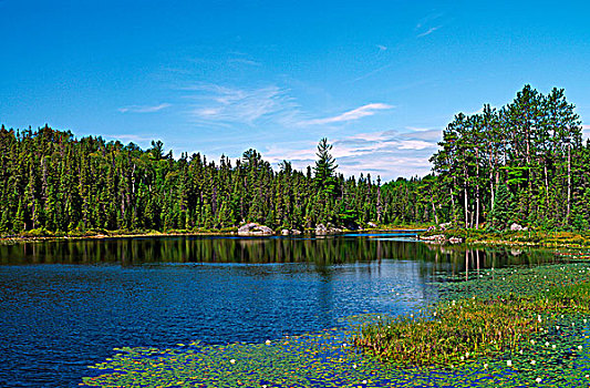 北方针叶林,湿地,靠近,新,安大略省,加拿大