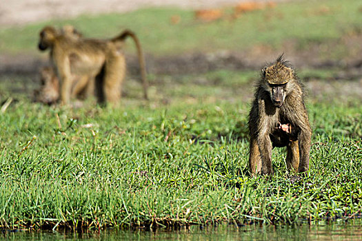 南非大狒狒,豚尾狒狒,诞生,水边,萨维提,湿地,乔贝国家公园,博茨瓦纳