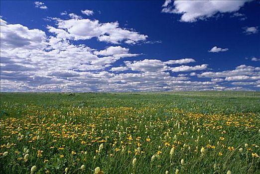草原,草,花,艾伯塔省,加拿大