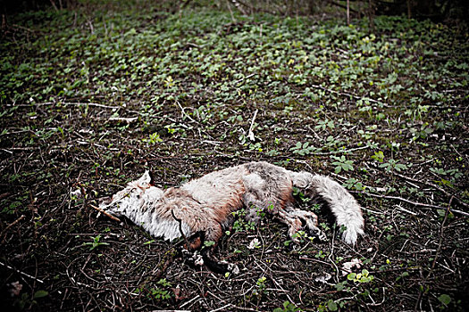 死,狐狸