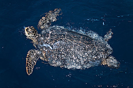 夏威夷,绿海龟,龟类,游泳,夜晚,物种,濒危,红色,清单