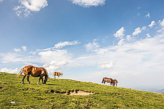 马,放牧,比利牛斯山脉,法国,靠近,边界