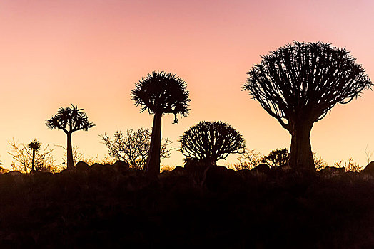 抖树,树林,二歧芦荟,剪影,日落,纳米比亚,非洲