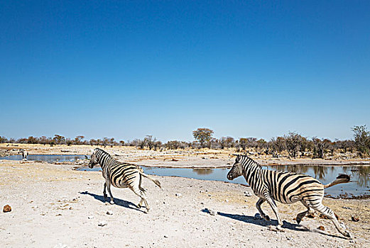 斑马,马,急促,水坑,埃托沙国家公园,纳米比亚,非洲