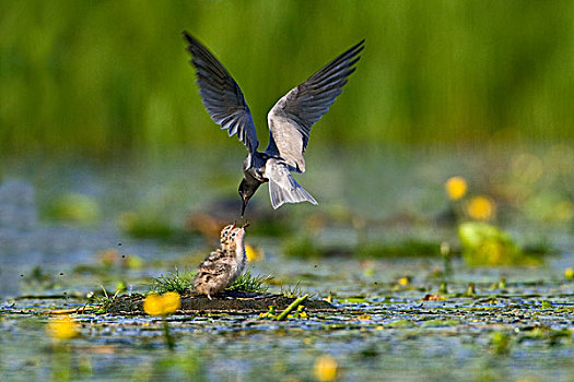 黑燕鸥,黑浮鸥,父母,喂食,幼禽,巢,乌得勒支,荷兰
