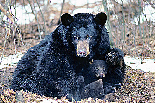 成年,女性,黑熊,美洲黑熊,两个,诞生,幼兽,沙发床,宾夕法尼亚,美国