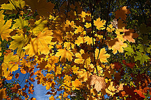 挪威槭,挪威枫,叶子,荷兰