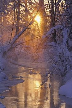 冬天,景色,日落,水獭,溪流