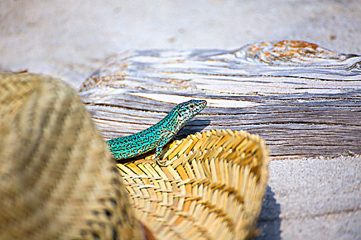 福门特拉岛,蜥蜴,旅游,沙滩帽