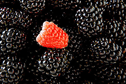 黑莓,悬钩子属植物,悬钩子