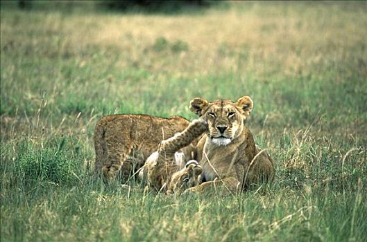 雌狮,狮子,玩,幼兽,马赛马拉,肯尼亚