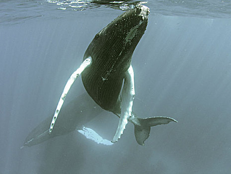 驼背鲸,大翅鲸属,鲸鱼,幼兽,水下,特克斯和凯科斯群岛