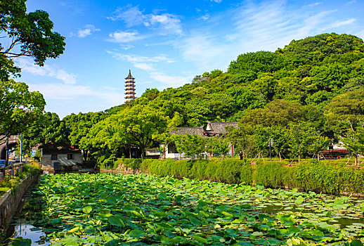 荷塘,塔,青山,夏天,绿色