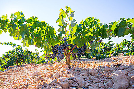 酿酒葡萄,葡萄园,生食,就绪,丰收,地中海