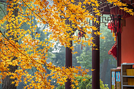 清凉寺的枫叶
