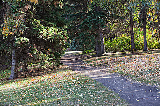 小路,公园,艾伯塔省,加拿大