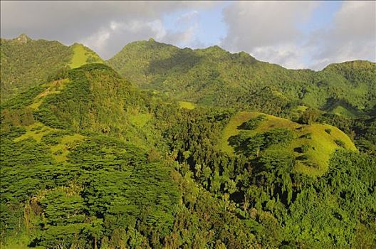 雨林,山坡,拉罗汤加岛,库克群岛
