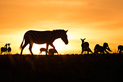 非洲,肯尼亚,马赛马拉国家保护区,三角形,马拉河,盆地,斑马,黑斑羚,日落,大幅,尺寸