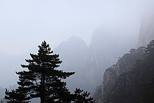 山峦,树木