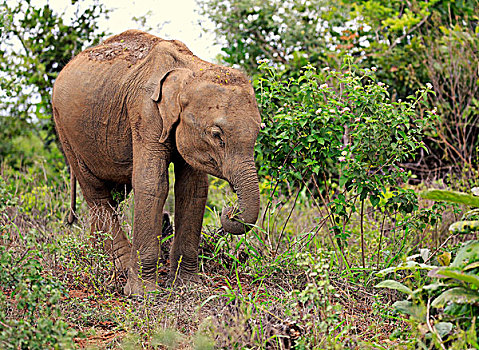 斯里兰卡,大象,象属,幼兽,吃,国家公园,亚洲