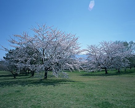 樱花,公园