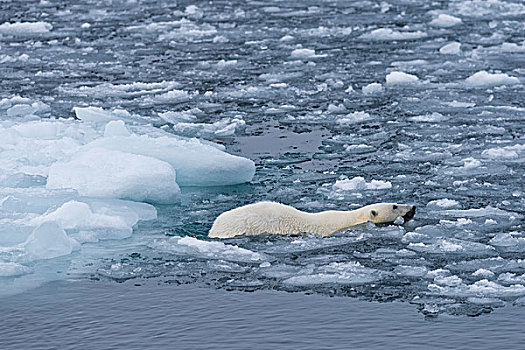 北极熊,游泳,浮冰,斯匹次卑尔根岛,斯瓦尔巴特群岛,岛屿,挪威,欧洲