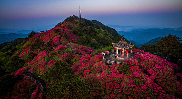 航拍麻城龟峰山杜鹃花海