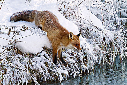 红狐,狐属,冬天,河边,巴伐利亚,德国