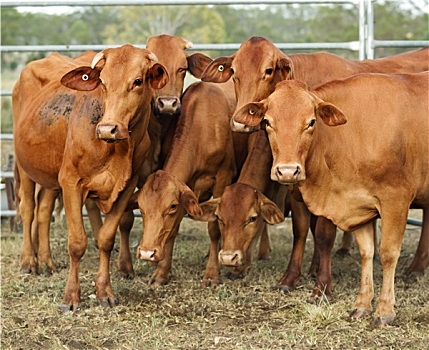 褐色,母牛,姿势,摄影