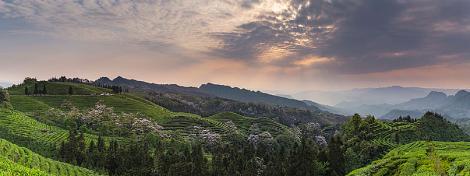 宜宾珙县鹿鸣茶场蜿蜒茶山晚霞自然风光