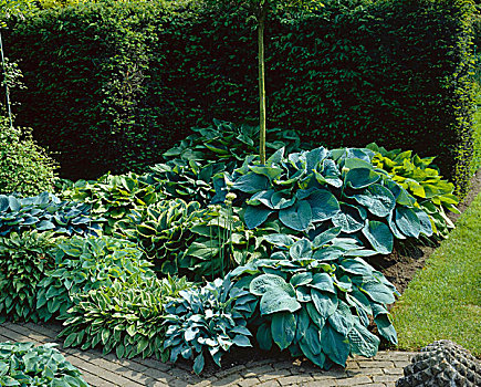 床,玉簪属植物,花园