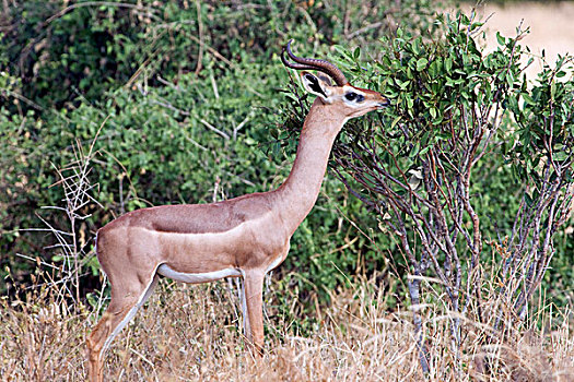 非洲瞪羚,塔斯沃国家公园,肯尼亚,非洲