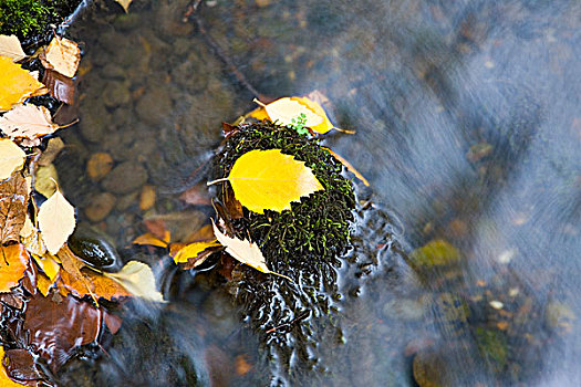 秋叶,水