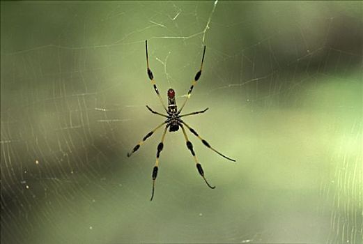 蜘蛛类,佛罗里达,美国