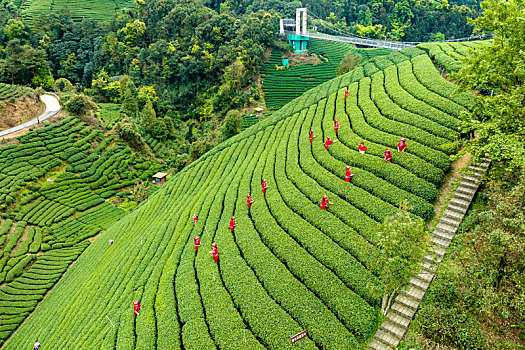 中国广西贺州昭平生态茶园春季自然风光景色优美