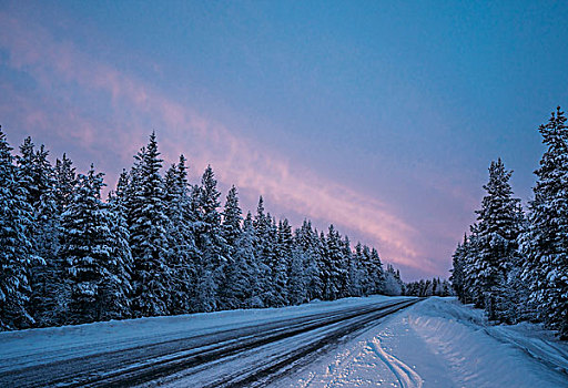 遥远,冬天,道路,积雪,树林,树,拉普兰,芬兰