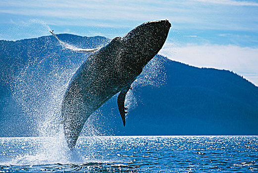 驼背鲸,鲸跃,弗雷德里克湾,岛屿,通加斯国家森林,东南阿拉斯加,夏天
