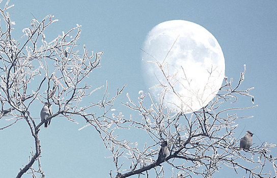 树挂,鸟,大月亮